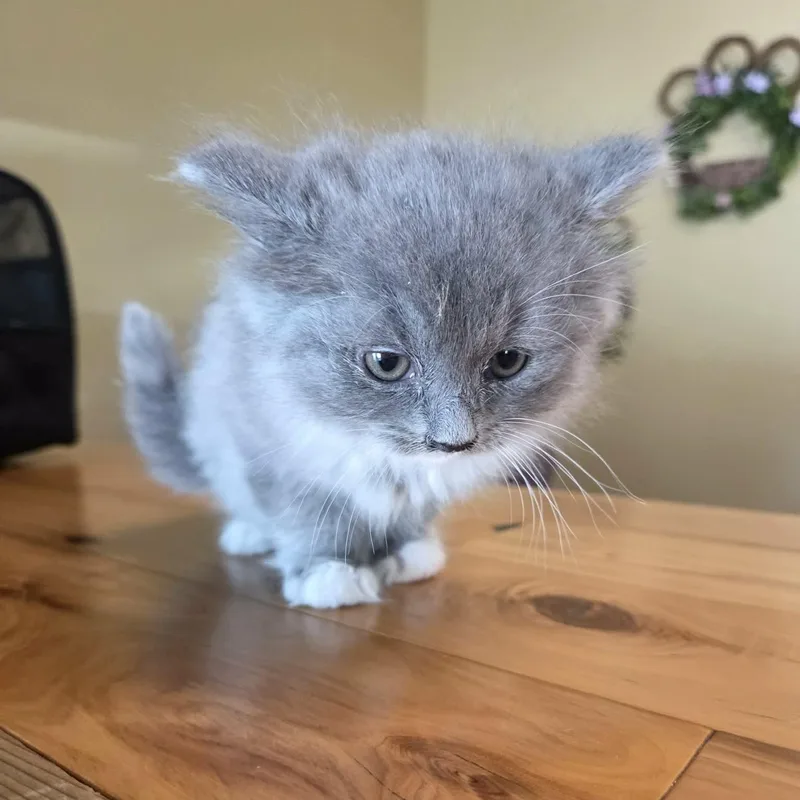 Loaf