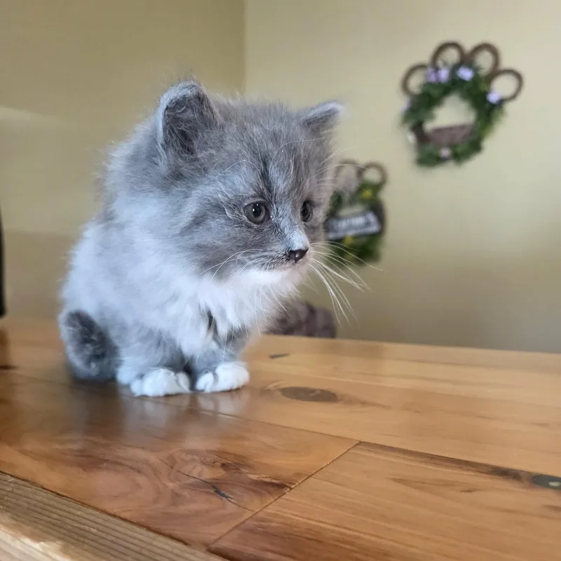 Loaf thumbnail 3