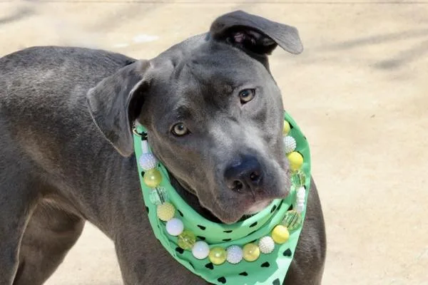 A young large-sized female Mixed Breed dog named Luna for adoption in Staten Island, NY