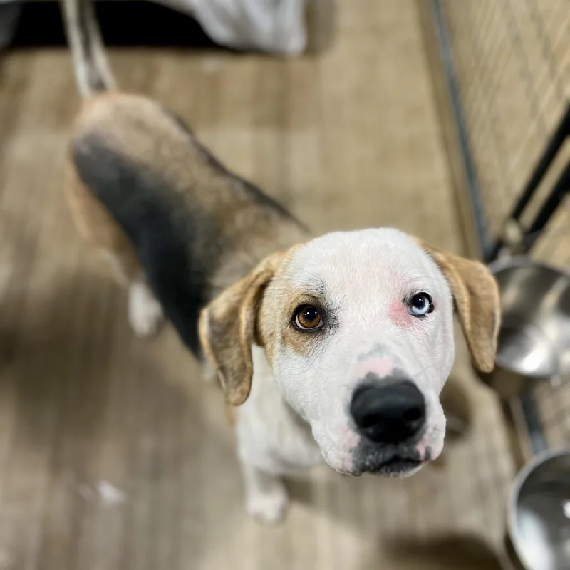 Pooh Bear & Piglet thumbnail 2