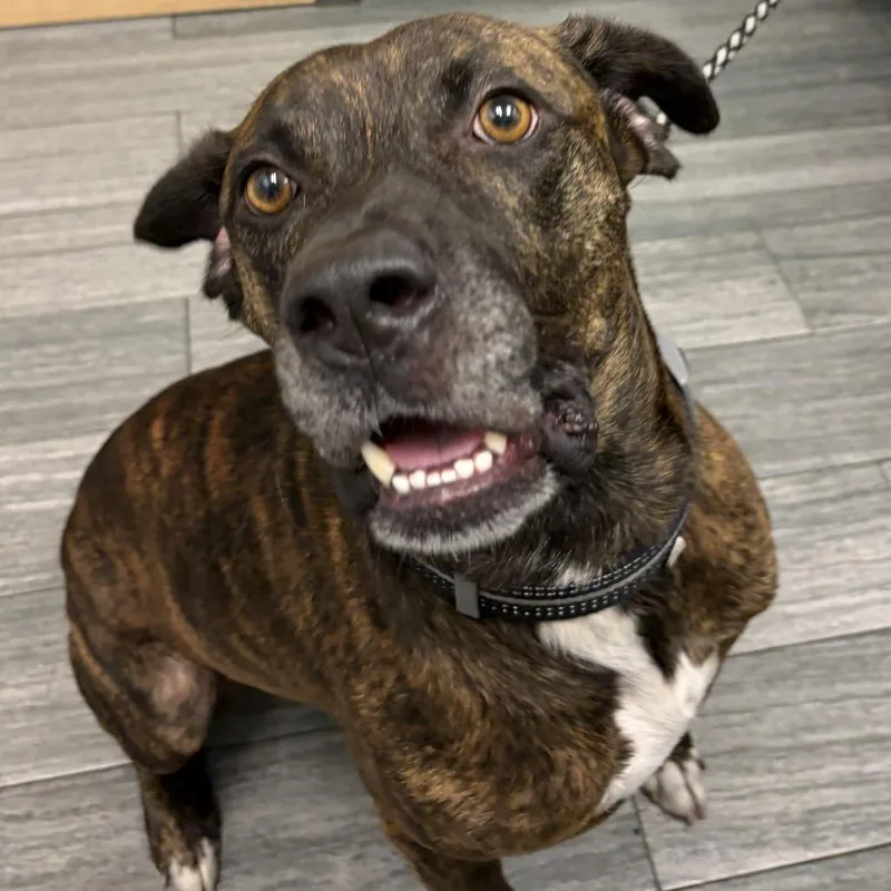 An adult large-sized male Brindle Mixed Breed dog named Doug for adoption in Jacksonville, FL