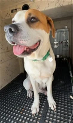 An adult medium-sized male American Bulldog dog named Broly for adoption in Killeen, TX