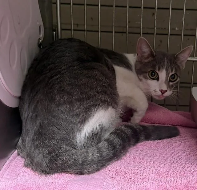 A young large-sized female Domestic Short Hair cat named Pepper for adoption in Downey, CA