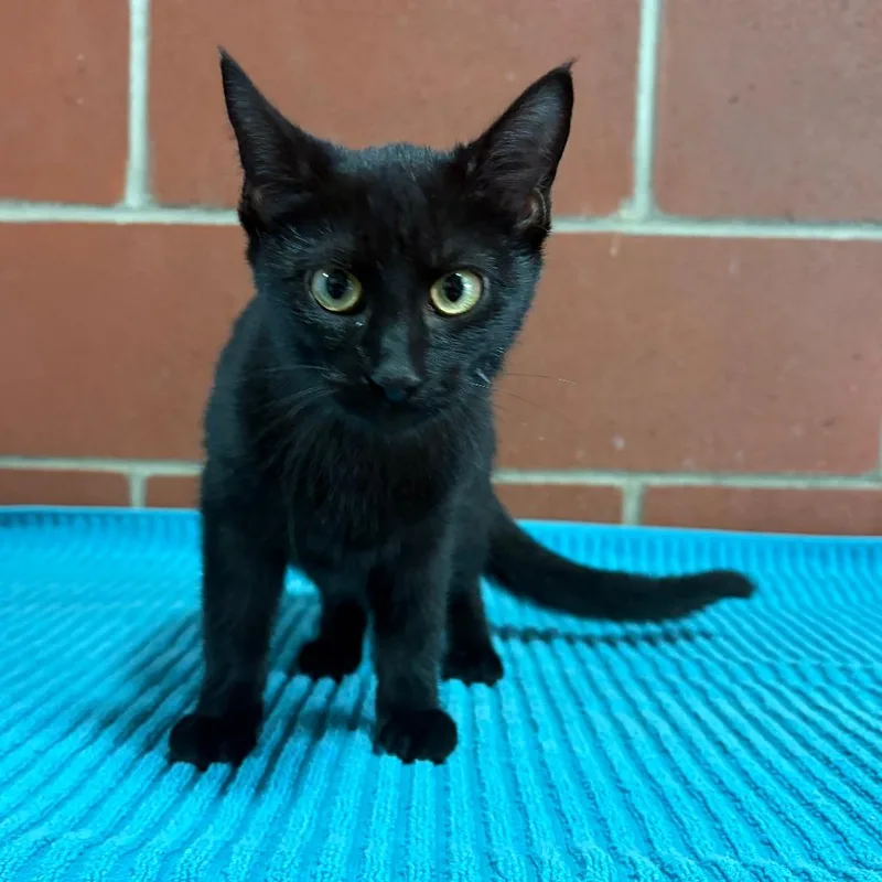 A baby small-sized female Black Domestic Short Hair cat named Rizzo for adoption in Cabot, AR