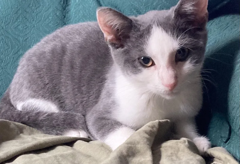 A baby medium-sized female Gray & White Domestic Short Hair cat named Pansy  Willow Grove for adoption in Greenville, DE