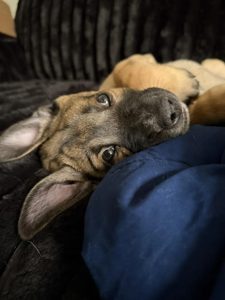 A baby medium-sized male Brown / Chocolate Shepherd dog named Rowan for adoption in Pelham, AL