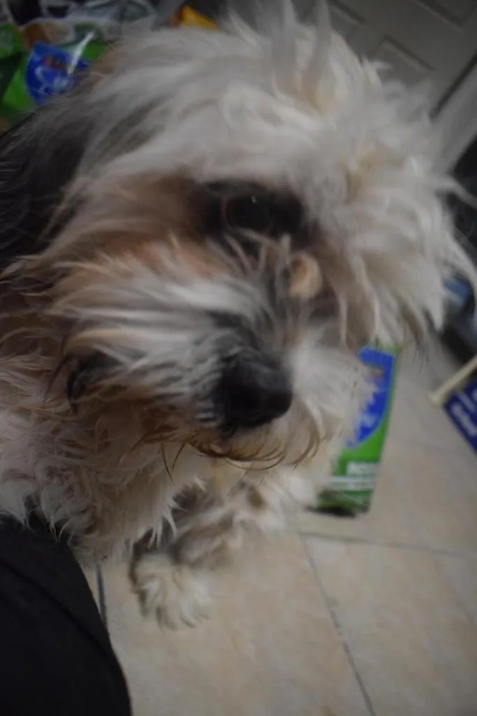 A baby medium-sized female Lhasa Apso dog named Simone for adoption in Pahrump, NV