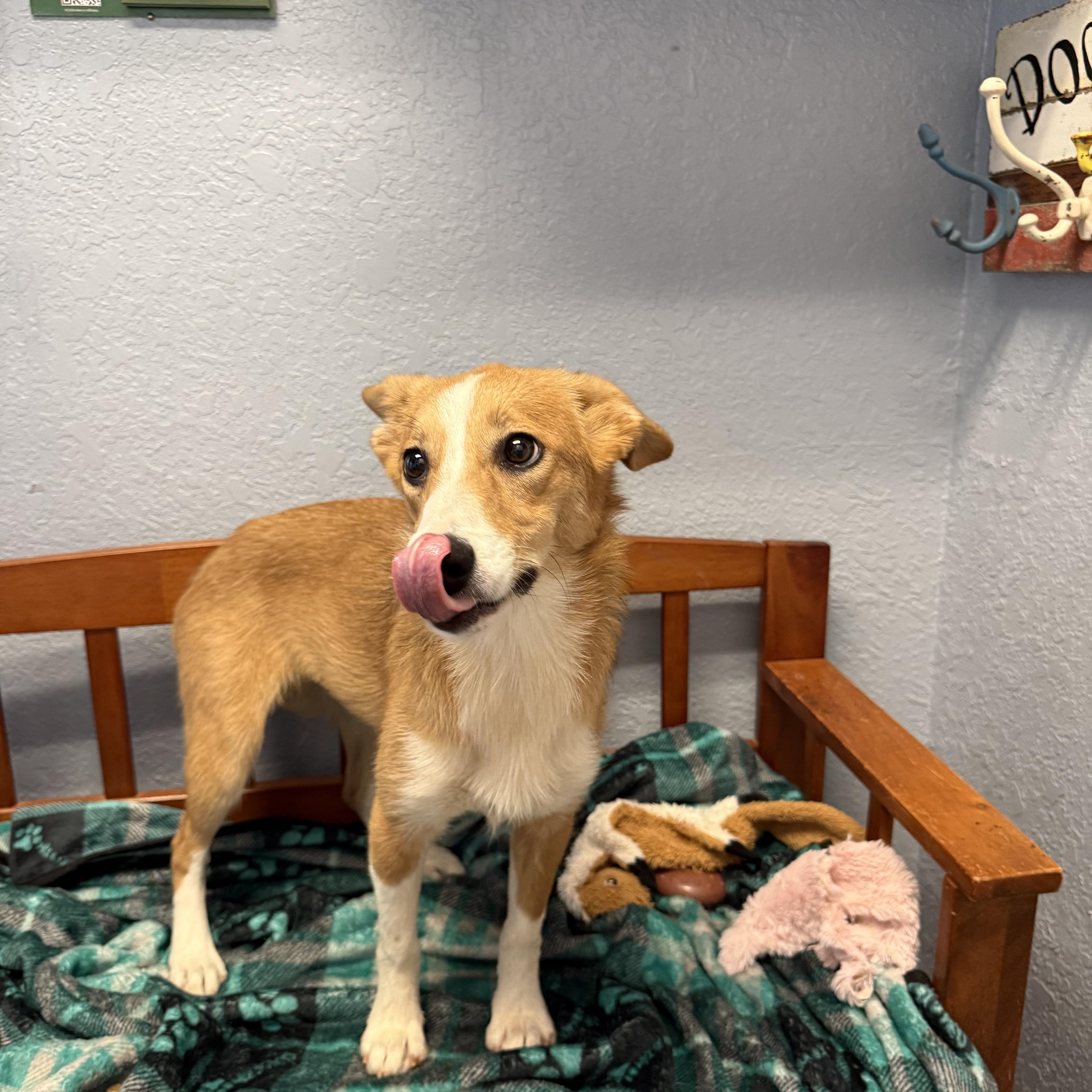 A baby medium-sized female Yellow / Tan / Blond / Fawn Corgi dog named Kit for adoption in Oklahoma City, OK