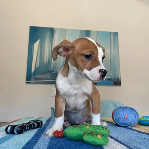 Fruity Fresh thumbnail 2