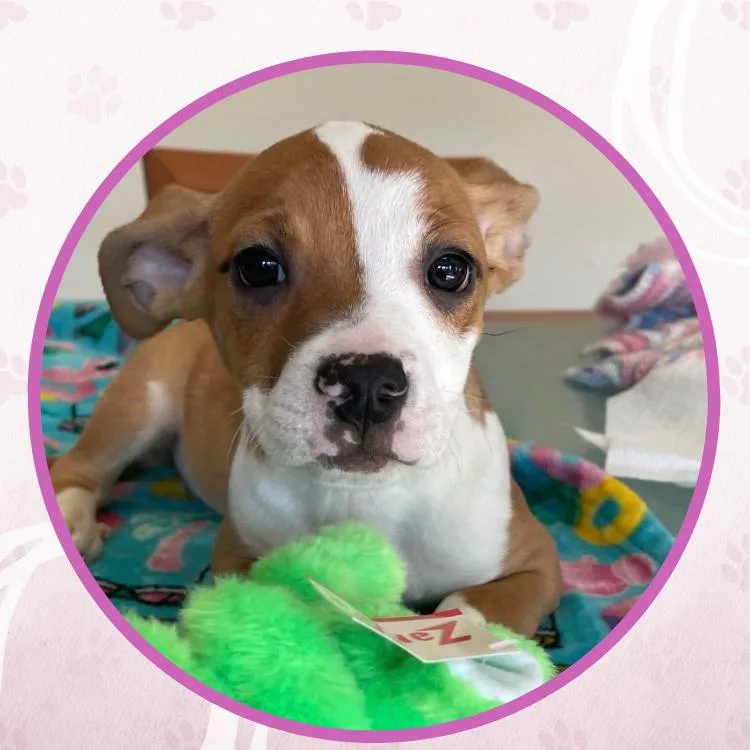 Fruity Fresh thumbnail 3