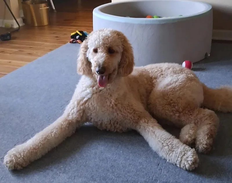 A young large-sized male Apricot / Beige Poodle dog named Oso for adoption in Oswego, IL