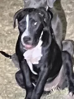 A baby medium-sized female Mixed Breed dog named Cassy for adoption in Dallas, TX