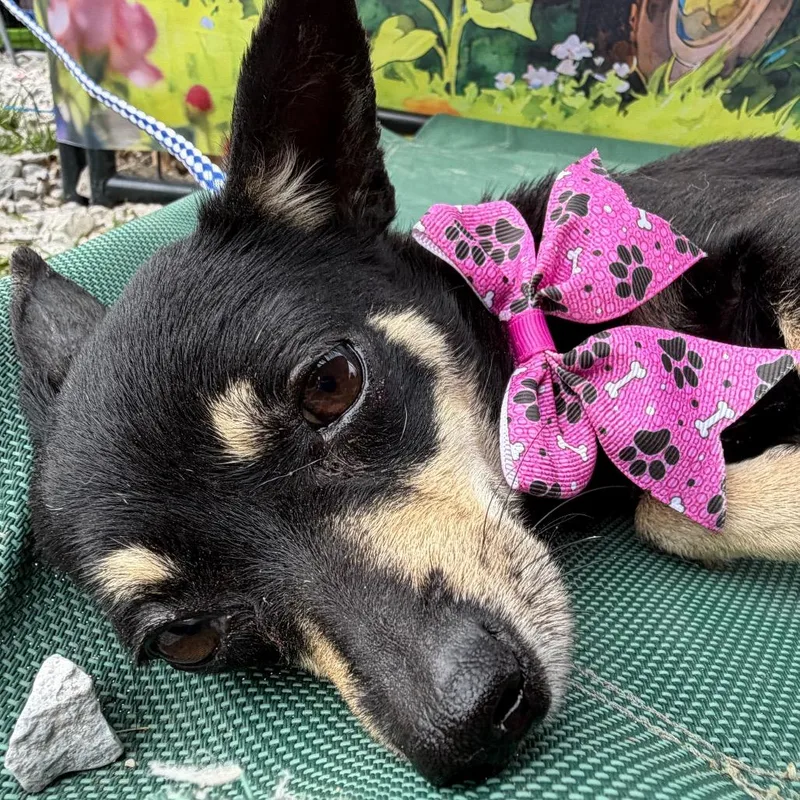 A young small-sized female Black Chihuahua dog named Clover for adoption in Aledo, TX