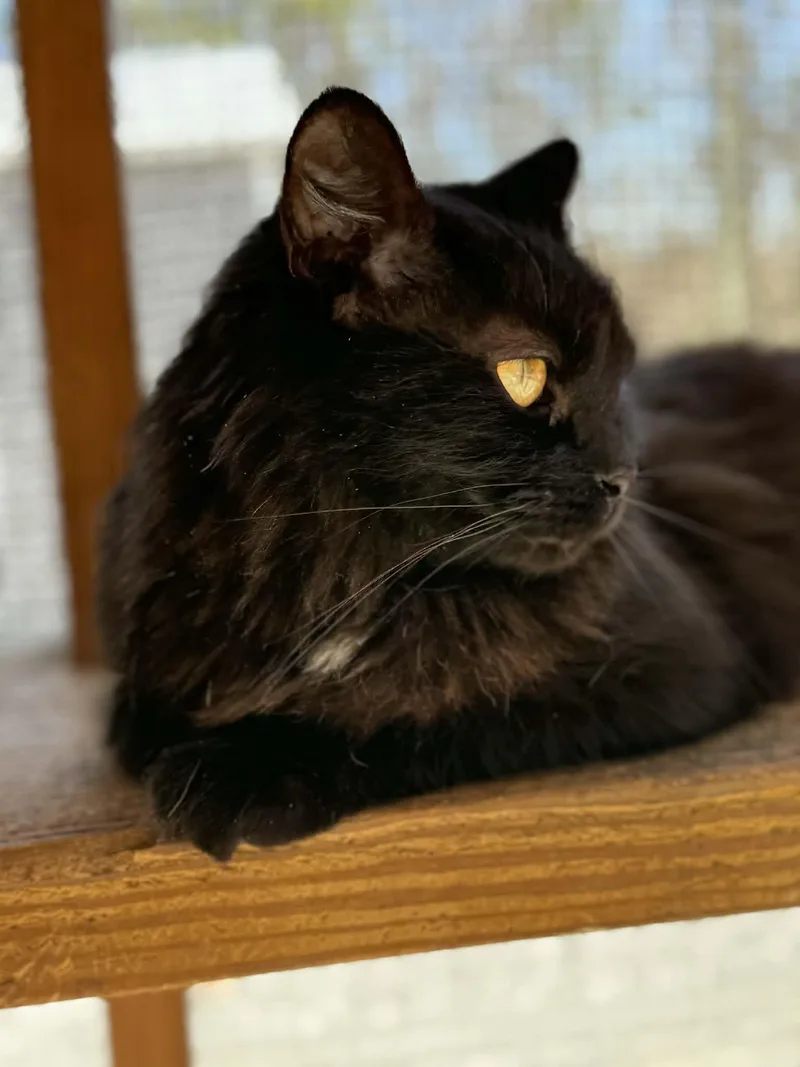 Floofy thumbnail 3