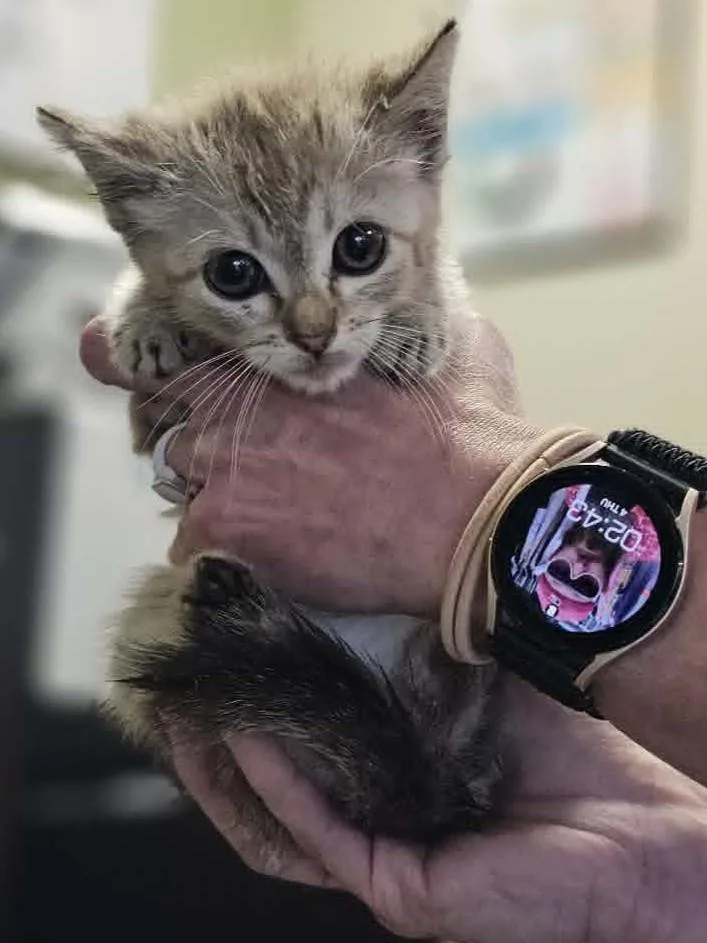 A baby small-sized female Buff / Tan / Fawn Domestic Short Hair cat named Button for adoption in Rockwall, TX