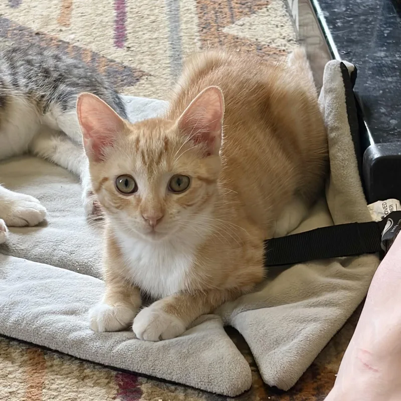 A baby small-sized female Tabby (Orange / Red) Domestic Short Hair cat named Holiday Inn for adoption in Richmond, VA
