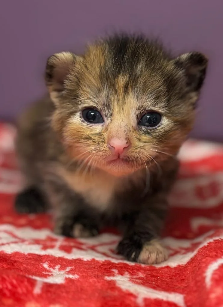 A baby small-sized female Domestic Short Hair cat named Leopard for adoption in Carthage, MO