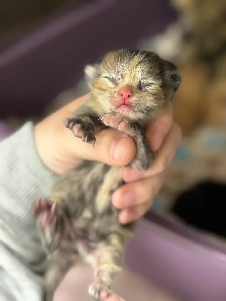Leopard thumbnail 2