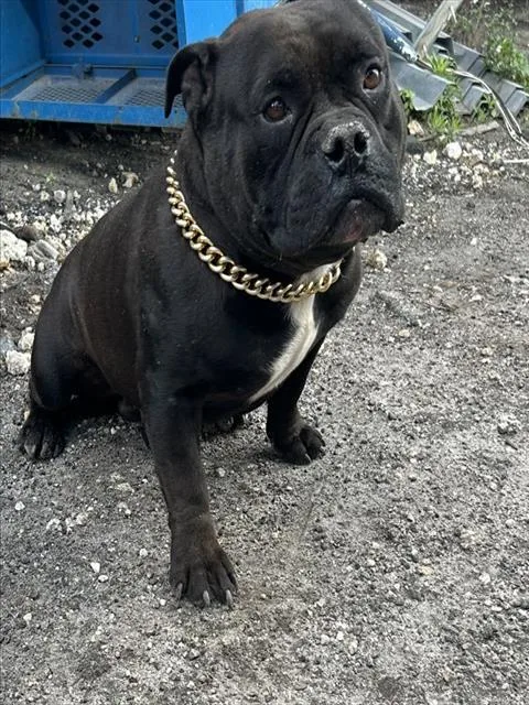 An adult medium-sized male American Bulldog dog named Rocket for adoption in Miami, FL