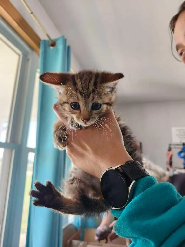 A baby small-sized female Domestic Short Hair cat named Motor for adoption in Hillsboro, OH