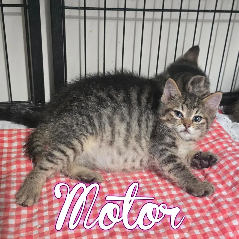 Motor thumbnail 2
