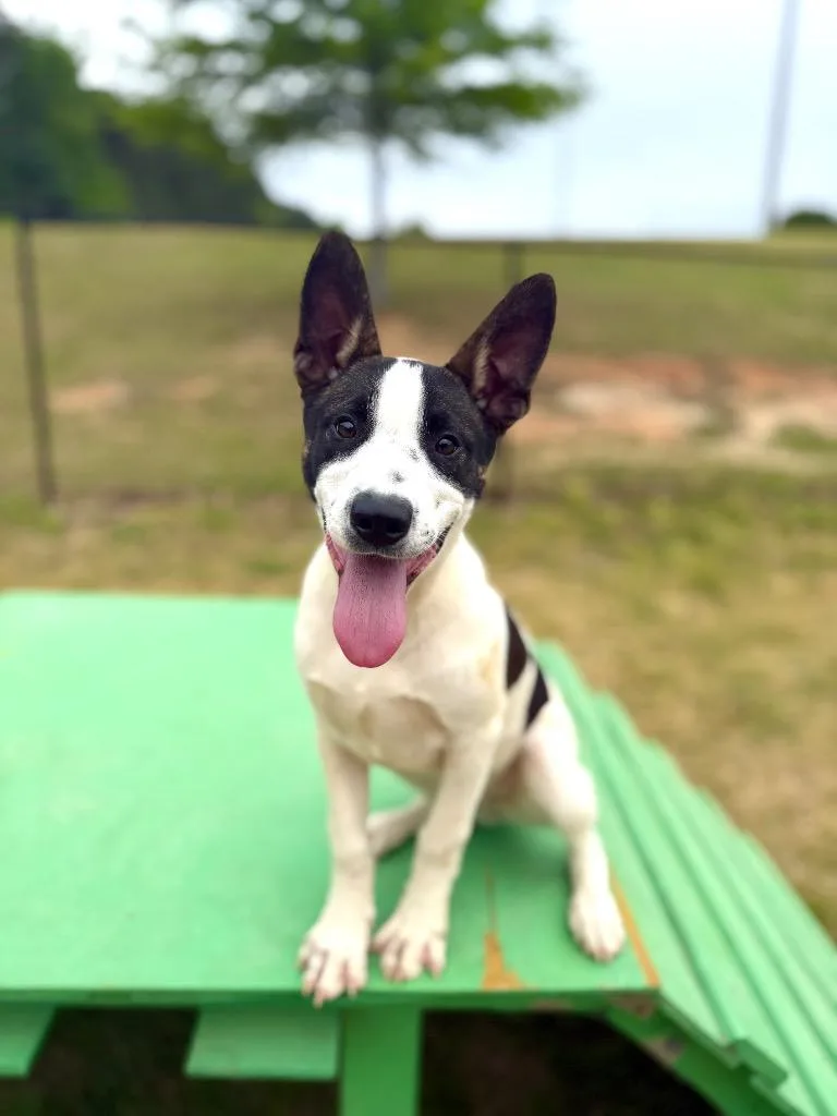 A baby medium-sized male Pit Bull Terrier dog named Dunkin' Donuts for adoption in Douglasville, GA