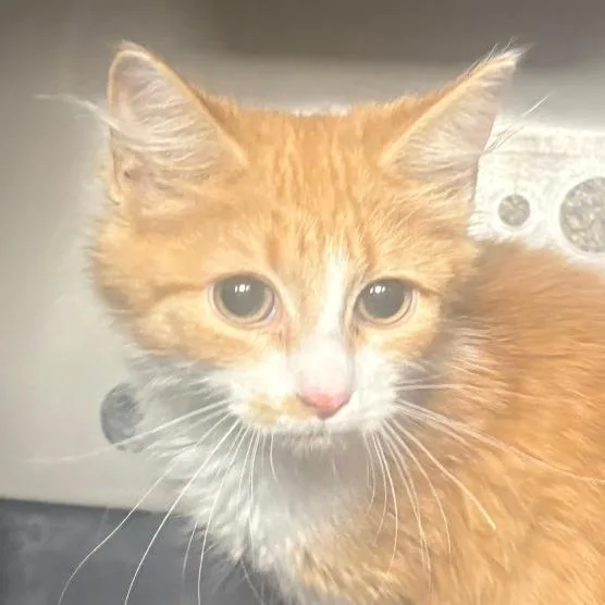 A baby small-sized male Domestic Short Hair cat named Candy Corn for adoption in Allentown, PA