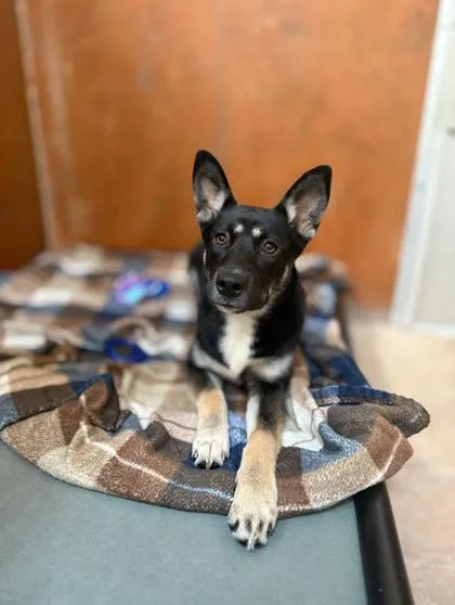 A baby small-sized female Rottweiler dog named Layla for adoption in Burlington, WA