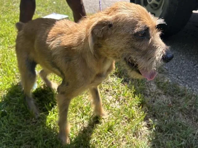 An adult medium-sized male Schnauzer dog named Canelo for adoption in Houston, TX