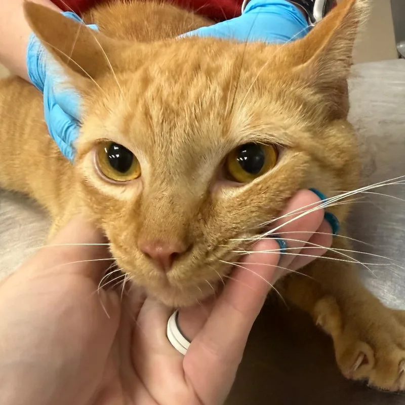An adult large-sized male Orange / Red Domestic Short Hair cat named Bubba for adoption in Birmingham, AL