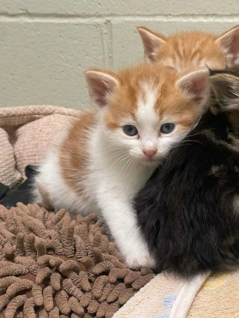 A baby medium-sized male Domestic Short Hair cat named Battle Cat for adoption in Hamilton, OH