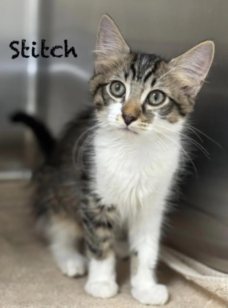 A baby medium-sized male Buff & White Domestic Short Hair cat named Stitch for adoption in Pawleys Island, SC