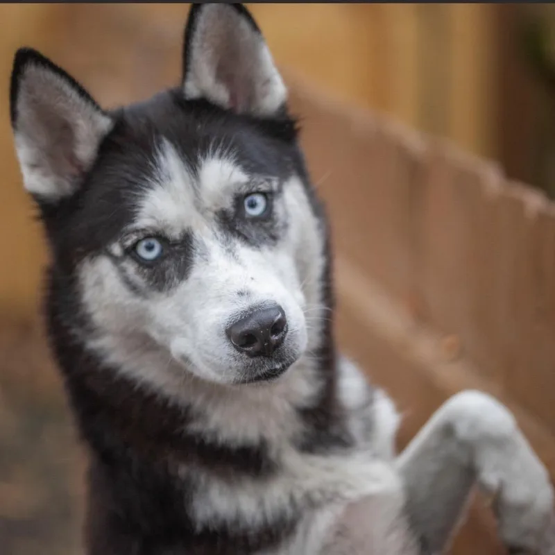 Candy Girl thumbnail 3