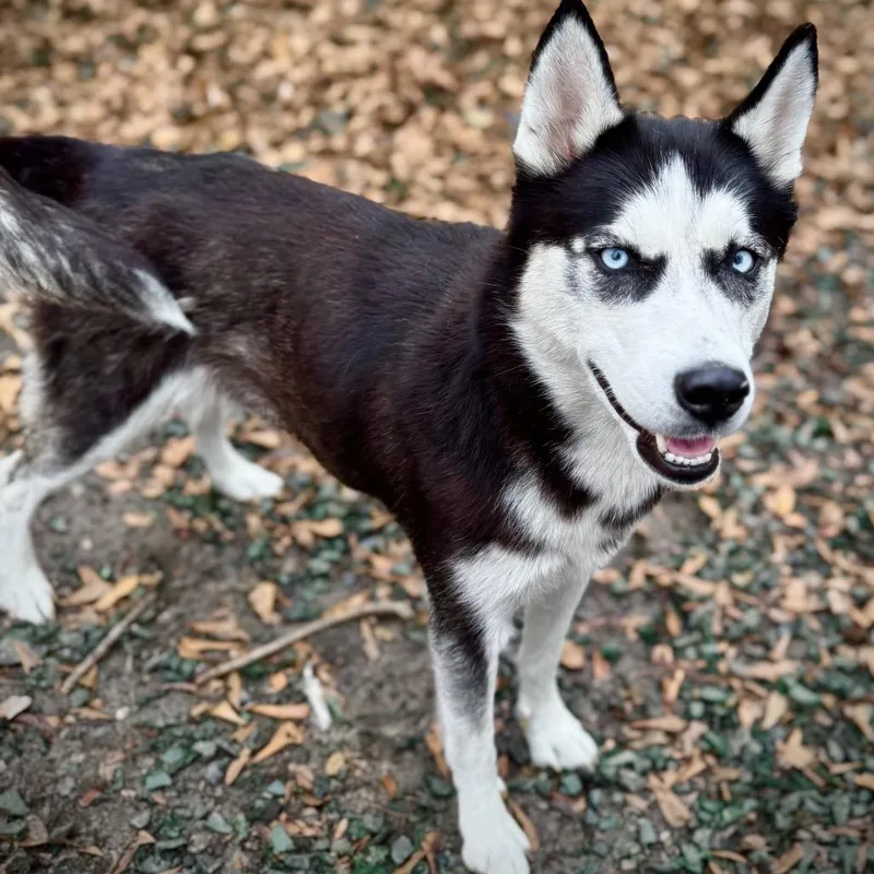 Candy Girl thumbnail 4