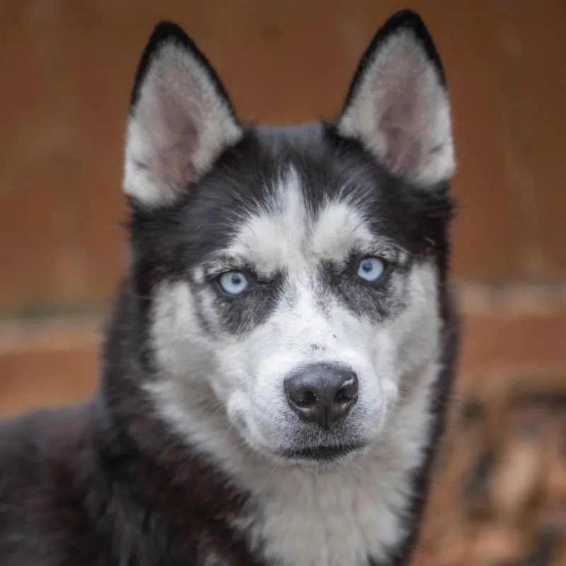 Candy Girl thumbnail 5