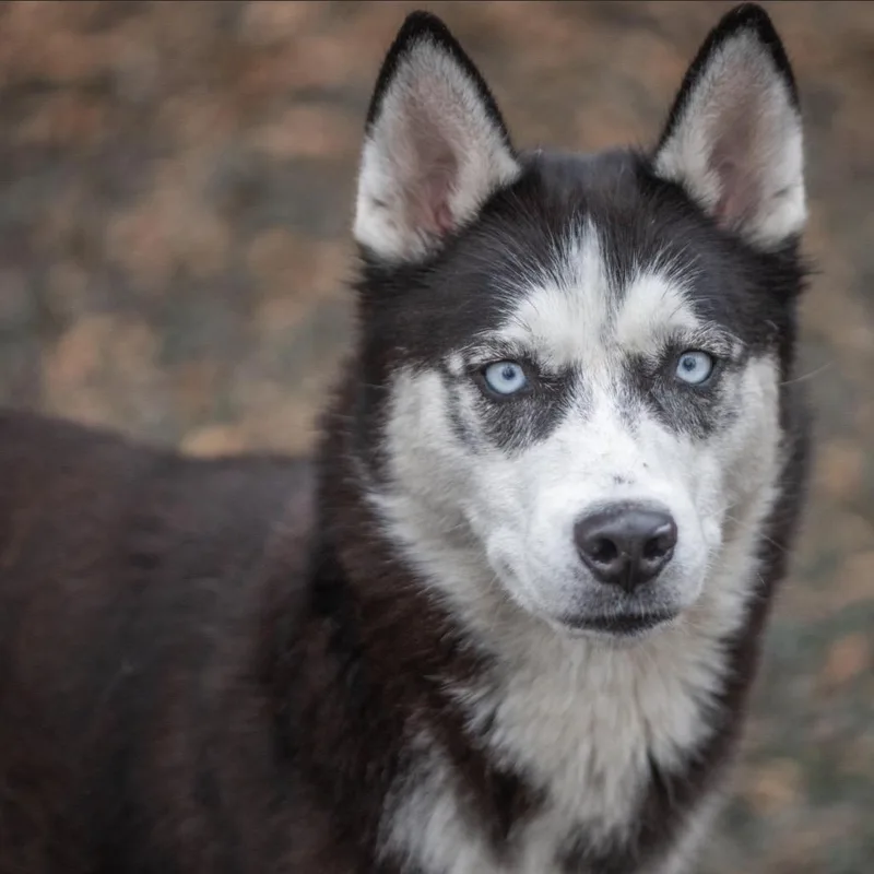 Candy Girl thumbnail 6