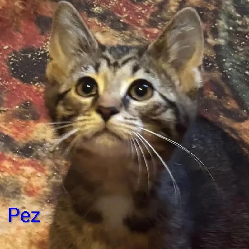 A baby small-sized male Brown / Chocolate Domestic Short Hair cat named Pez for adoption in Carmel, IN