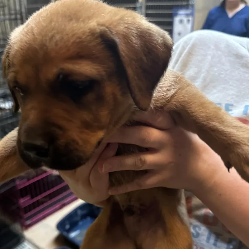 A baby small-sized male Brown / Chocolate Mixed Breed dog named Fowler for adoption in Gadsden, AL