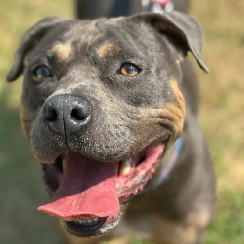 Meatloaf thumbnail 2