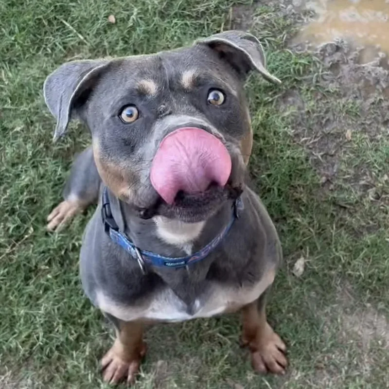 Meatloaf thumbnail 3