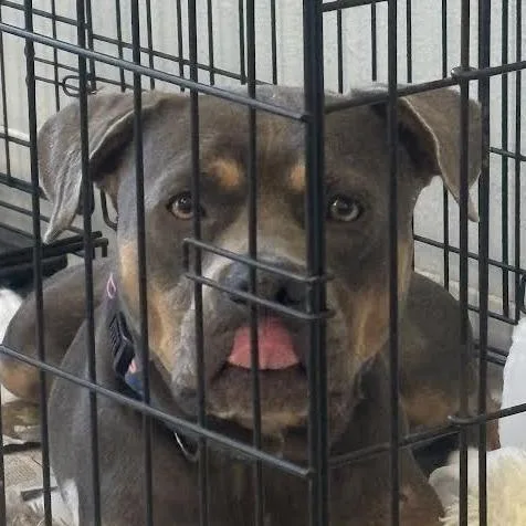 Meatloaf thumbnail 4