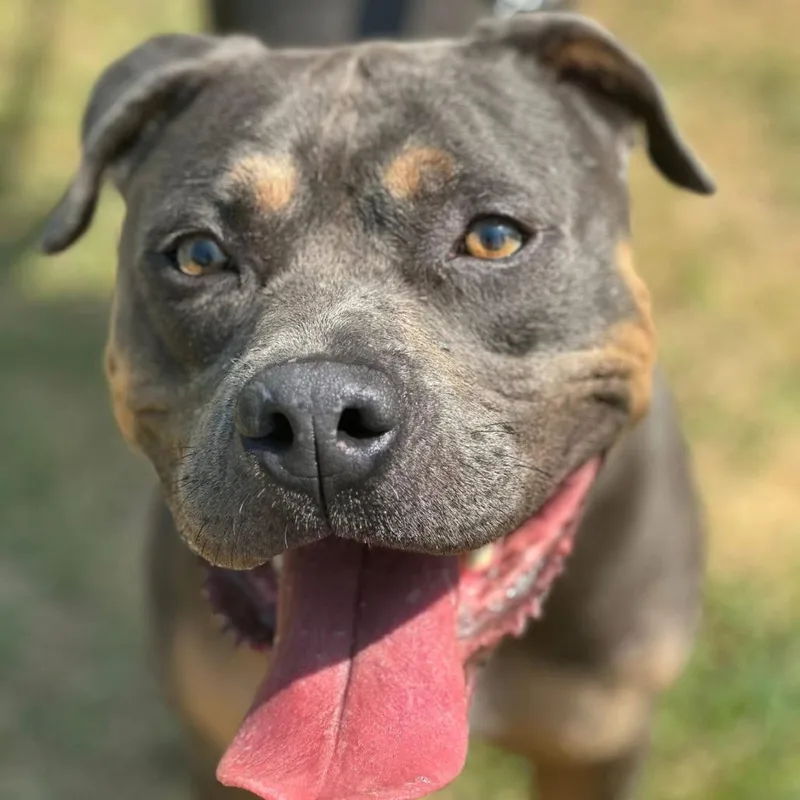 Meatloaf thumbnail 5