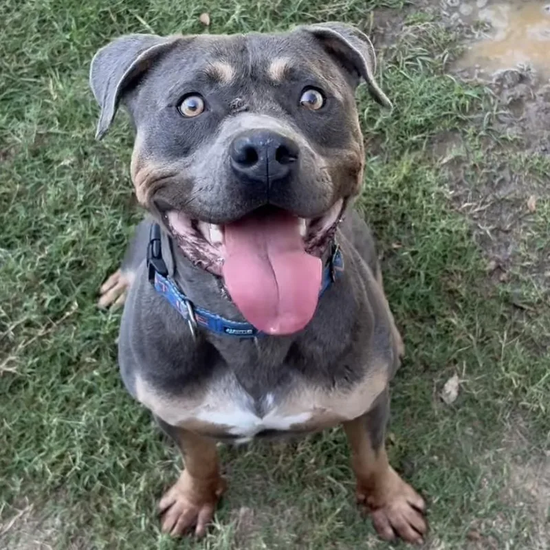 Meatloaf thumbnail 6