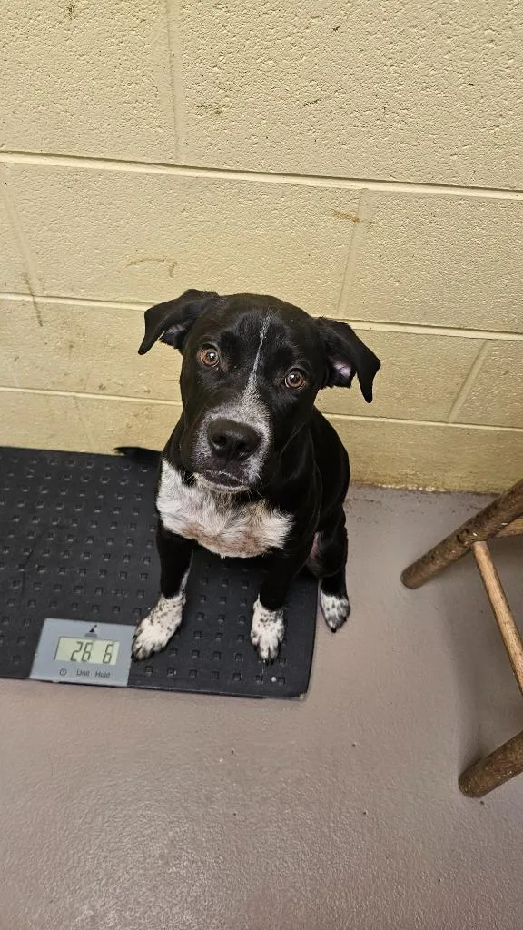 A baby small-sized male Boxer dog named Washington for adoption in Crossville, TN