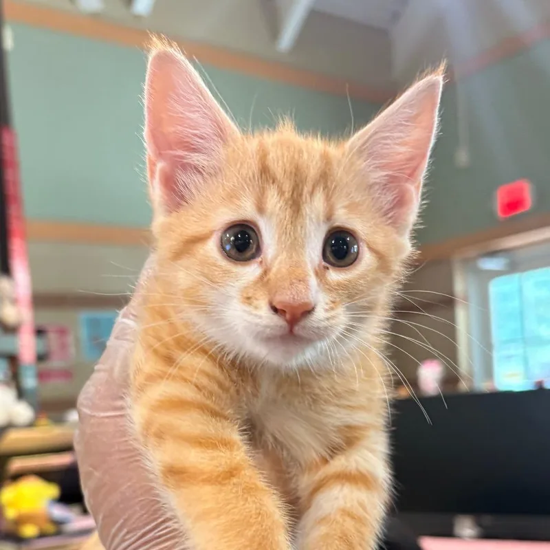 A baby small-sized female Orange / Red Domestic Short Hair cat named Sektor for adoption in Winston-Salem, NC
