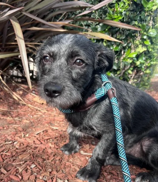 A young small-sized female Terrier dog named Barbie for adoption in San Diego, CA