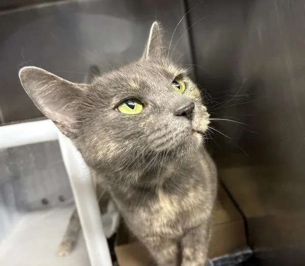 An adult medium-sized female Domestic Short Hair cat named Peppercorn Sprinkle for adoption in New York, NY