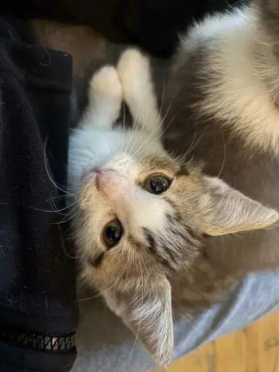 A baby small-sized female Domestic Short Hair cat named Trouble for adoption in Grand Rapids, MI