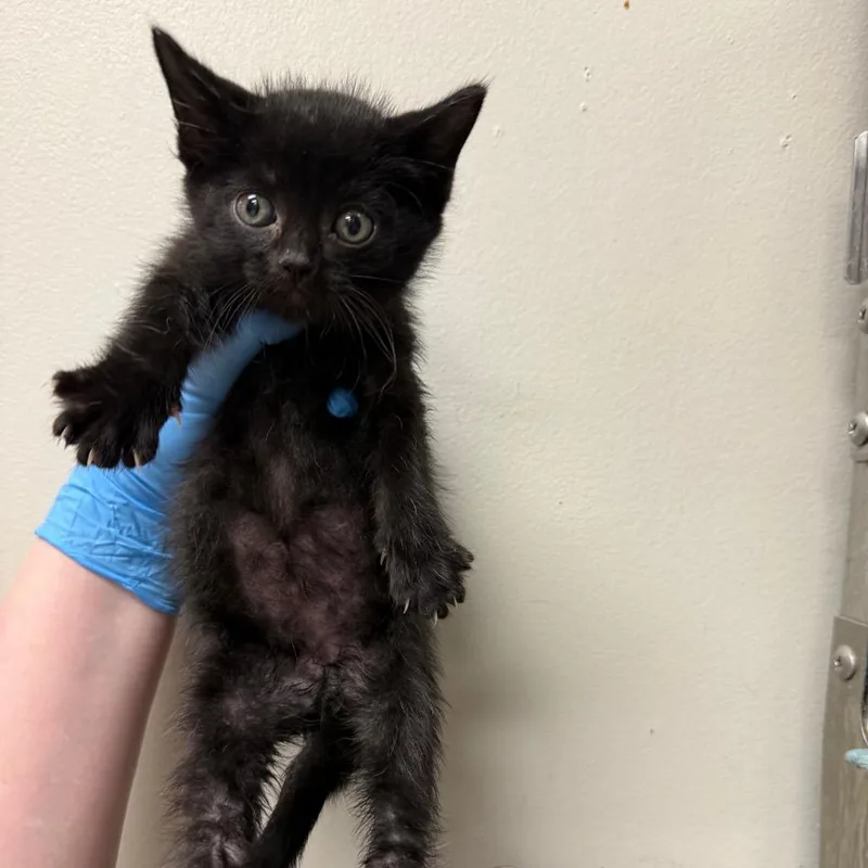 A baby small-sized male Black Domestic Short Hair cat named Almond for adoption in Birmingham, AL
