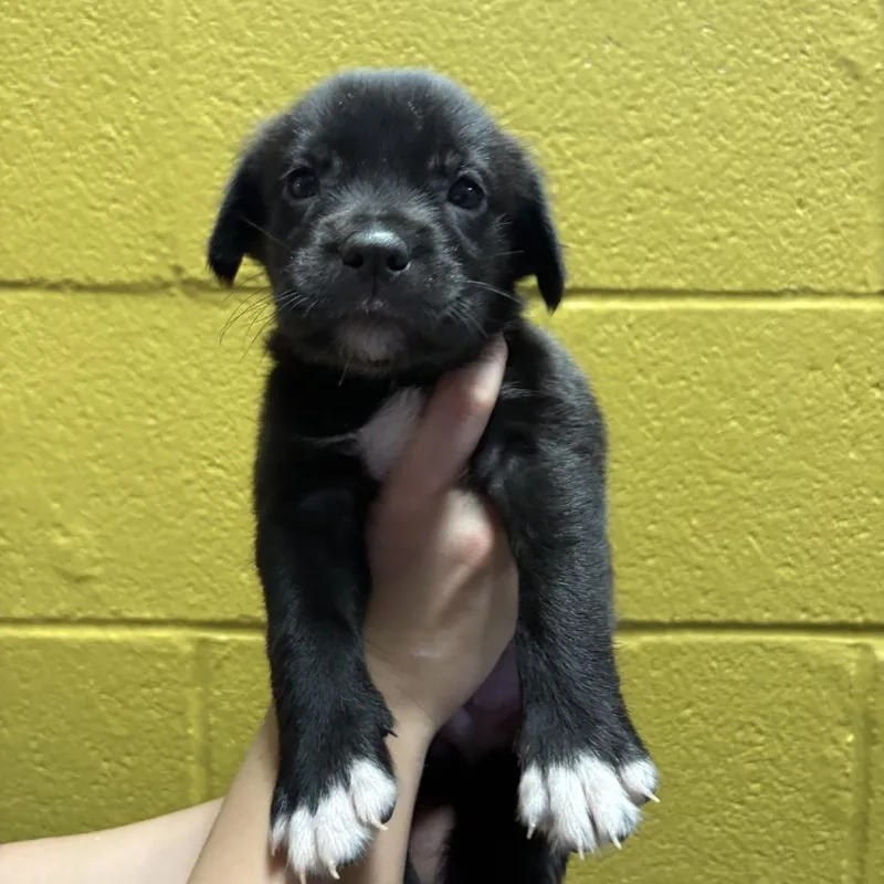 A baby medium-sized male Australian Shepherd dog named Edison for adoption in Hughesville, MD
